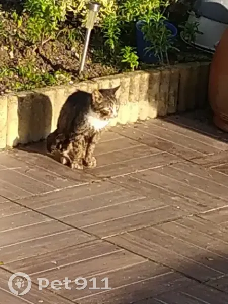 Chatte tigrée blessée à Camon - photo
