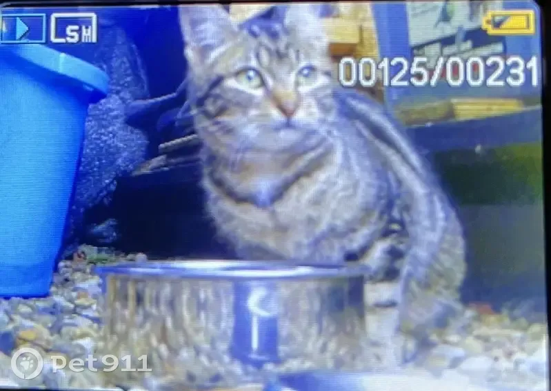 Chaton timide trouvé à Colondannes - photo