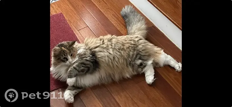 Chat norvégien perdu à Tours - photo