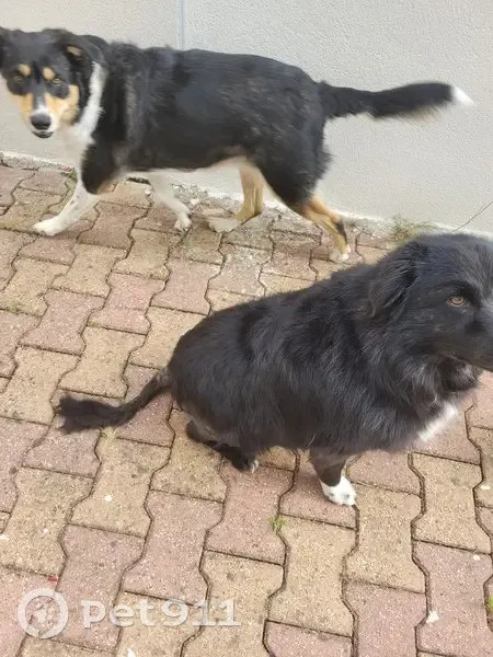 Chiennes Border Collie perdues - photo