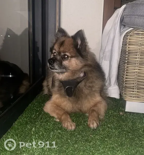 Chien agressif trouvé à Vernaison - photo