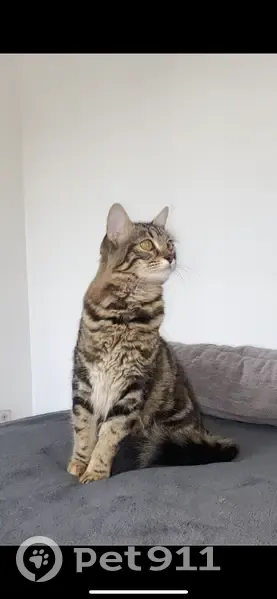Chatte tigrée perdue à Marseille - photo