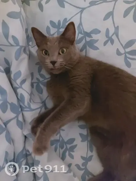 Mimi, chatte grise, perdue à Grasse - photo