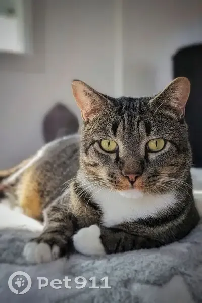 Chat tigré perdu à Mornant - photo