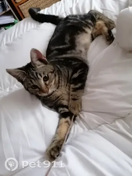 Chaton Simbad tigré perdu à Puisserguier - photo
