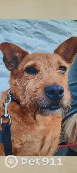 Chien roux Terrier perdu à Angers - photo