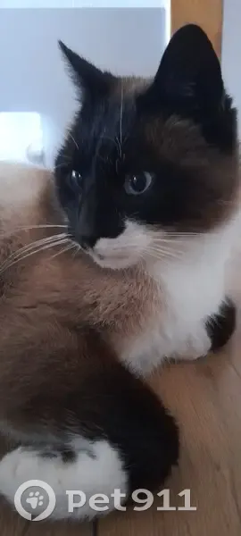 Chatte siamoise trouvée - Saint-Point - photo