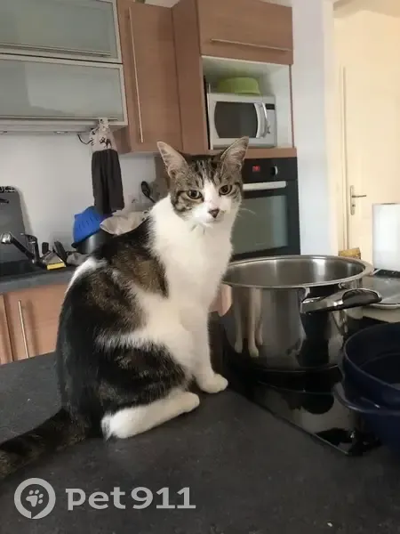 Alerte: Chat Teddy blanc et noir perdu - photo