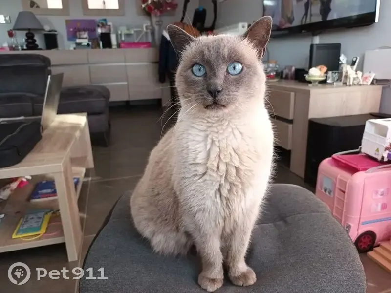 Chatte Noisette perdue à Mably - photo