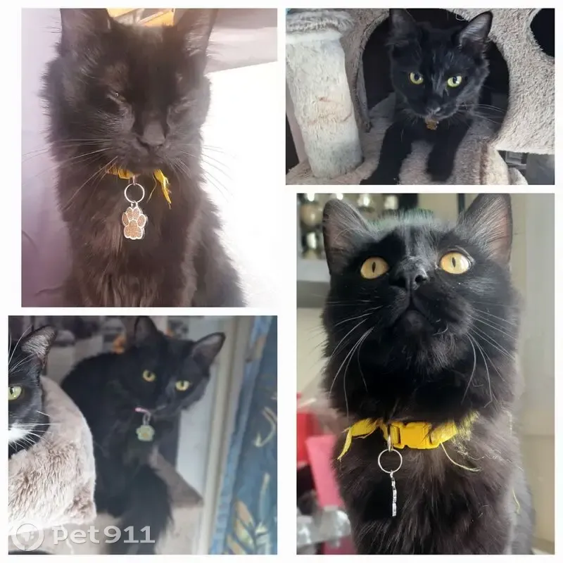 Chatte noire perdue à Étrépagny - photo