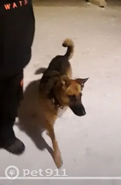 Chienne perdue à Rennes: Trompette - photo