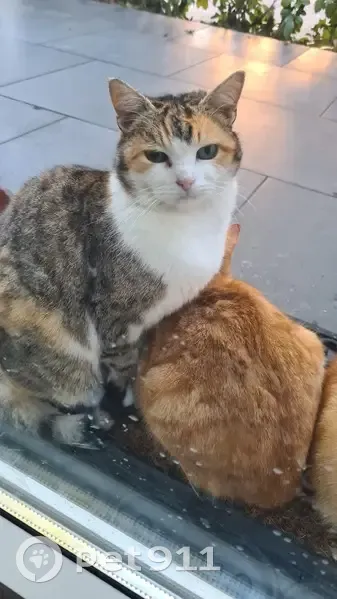 Chat squatteur dodu à Siltzheim - photo