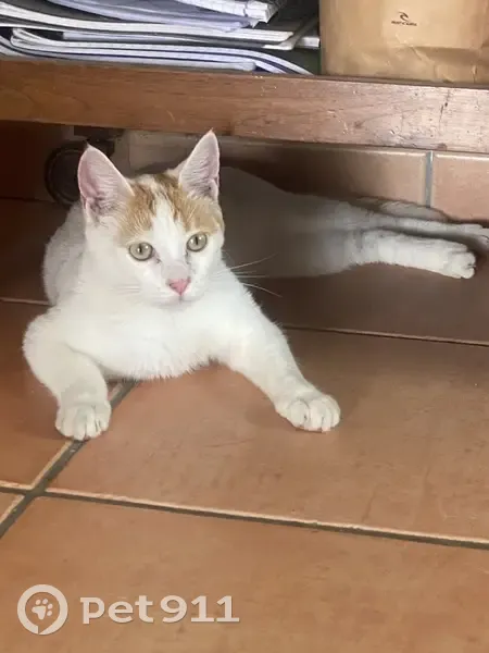Chat blanc tacheté perdu à Carcans - photo