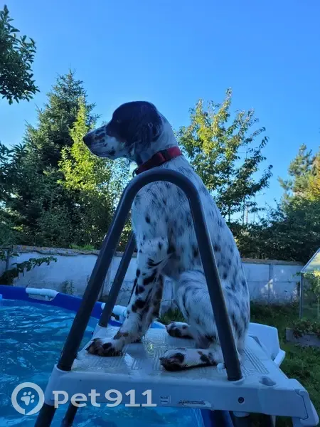 Setter Anglais Perdu à Marest - photo