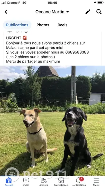 Chiens Bella et Leko perdus - photo