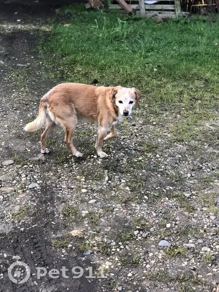 Chien mâle gentil trouvé à Pluméliau - photo