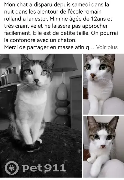 Chat perdu près école Lanester - photo