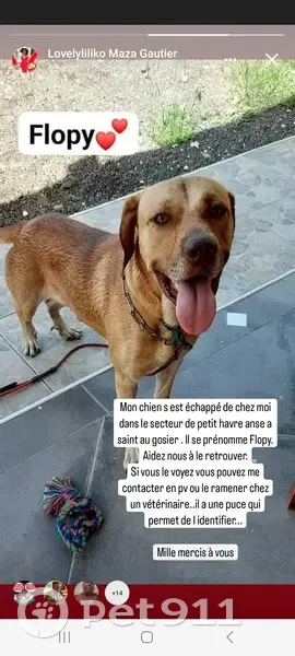 Appel: Retrouvons Flopy ! - photo
