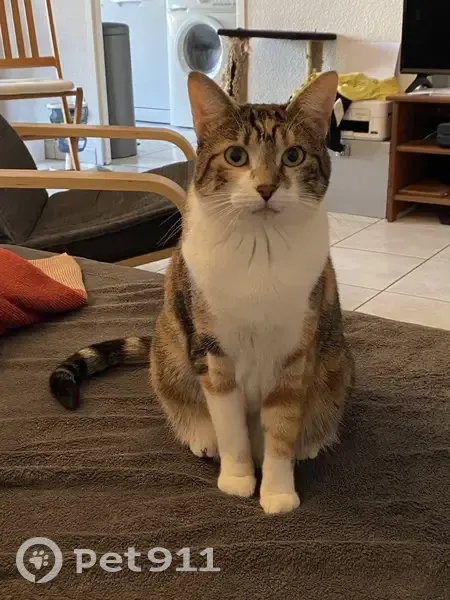 Pepsi, chat isabelle perdu à Toulouse - photo