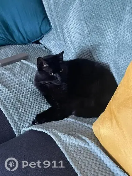 Chat noir malade perdu à Coubron - photo
