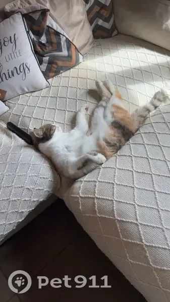 🚨Alerte: Chat Élya disparu! (80) - photo