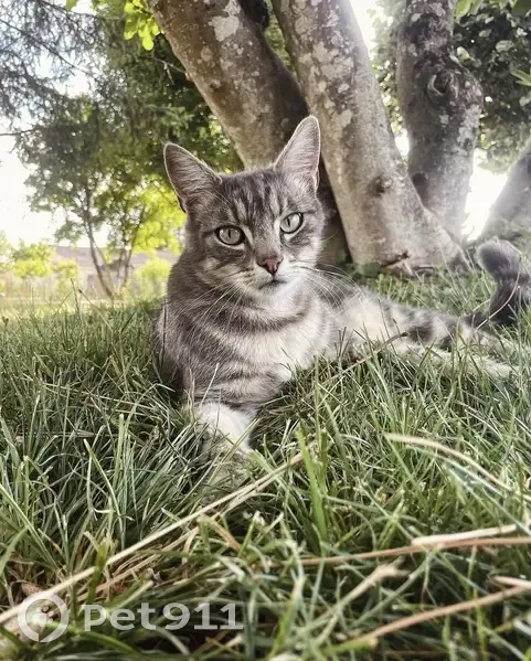 Chat tigré perdu à Pérignac - photo