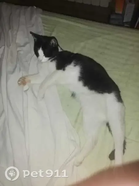 URGENCE: Chat asthmatique perdu - photo