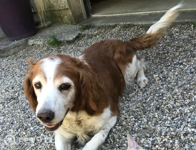 Alerte: Épagneul/Labrador Perdu - photo