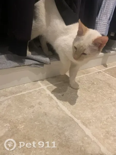 Chaton crème trouvé, 6 mois - photo