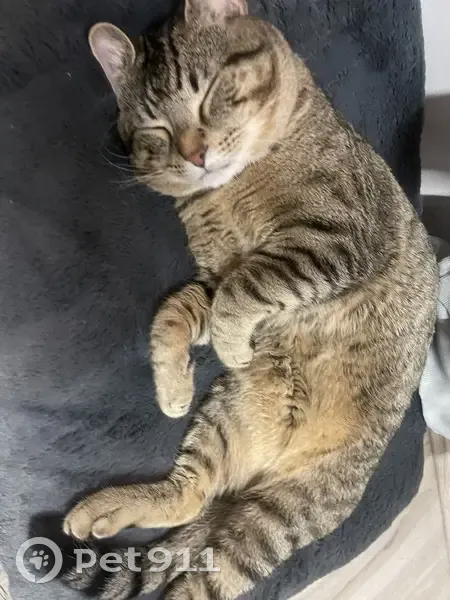 Chat Mario perdu à Aubervilliers - photo