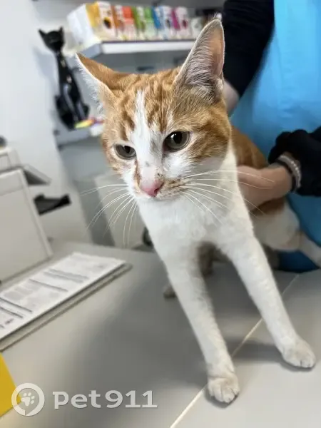 Chaton roux et blanc trouvé - photo