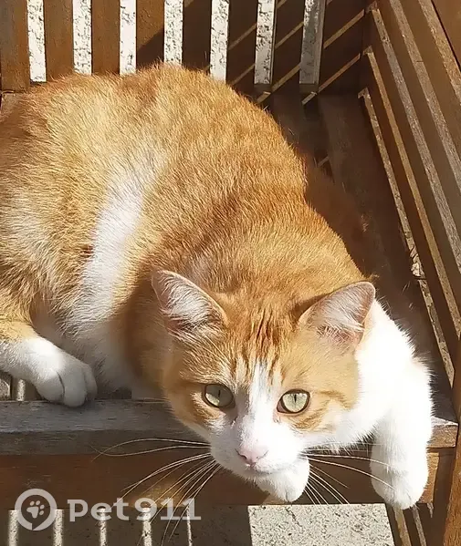 Chat perdu à Seysses - Rue du Parc - photo