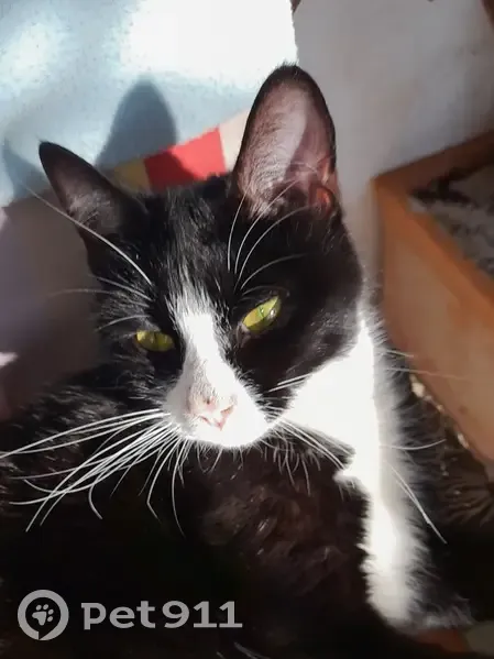 Chatte noire trouvée à Bouquet - photo