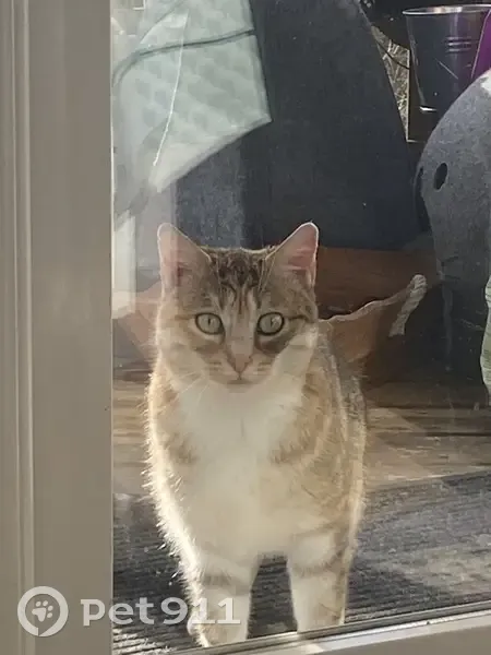 Chat perdu à Cénac retrouvé - photo