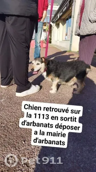 Chien perdu remis à Arbanats - photo
