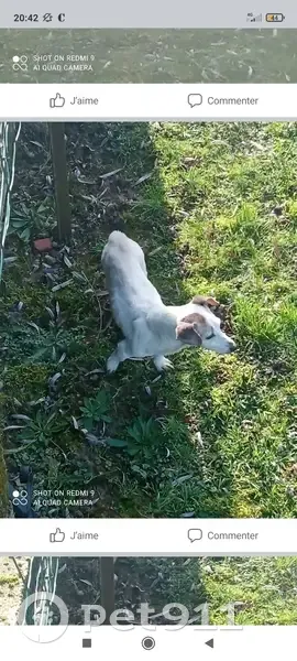 Chien perdu craintif à Amagne - photo