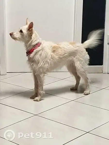 Chienne Yuki perdue à Seebach - photo