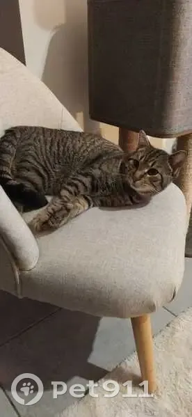 Chaton gris tigré perdu à Sargé - photo