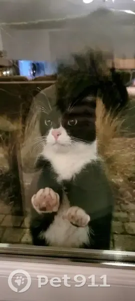Chat noir et blanc trouvé à Lissieu - photo