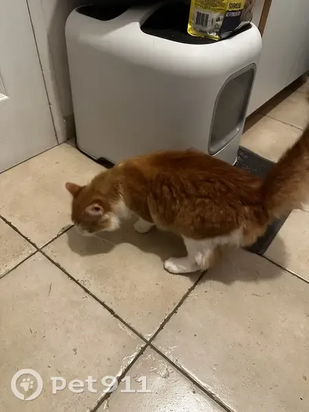 Chaton roux et blanc trouvé à Héloup - photo