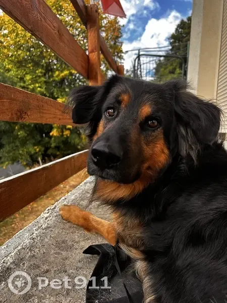 Chien croisé perdu à Saint-Laurent - photo