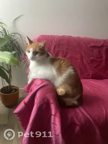 Chat perdu à Bry-sur-Marne - photo