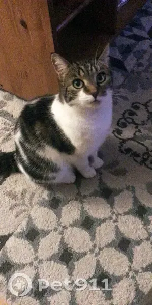 Chat tigré perdu à La Rochelle - photo