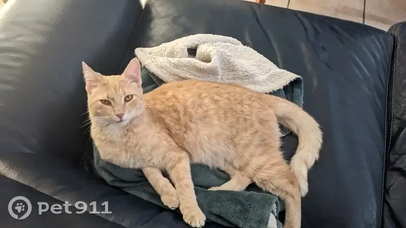 Chat européen perdu à Fourques - photo