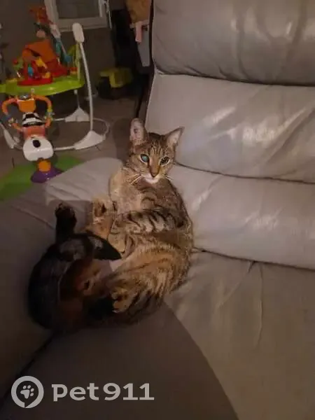 Toutouille, chat tigré perdu - photo