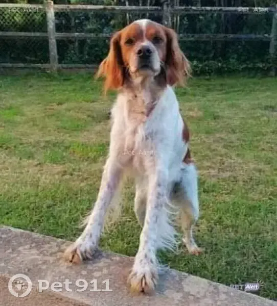 Chien perdu à Landelles 7h15 - photo