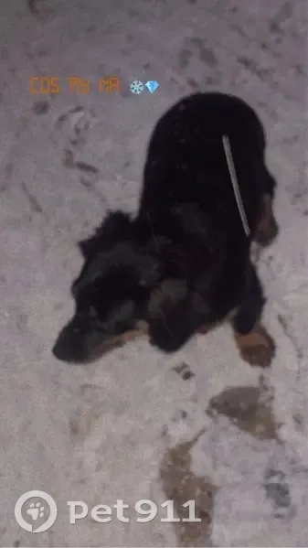 Chien Teckel perdu - Veyziat - photo