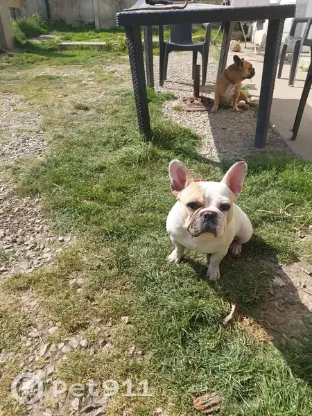 Chienne Bouledogue Perdue - photo