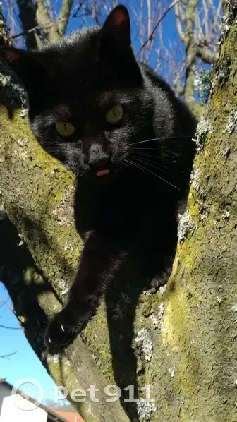 Chat noir perdu Rue Baudry - photo
