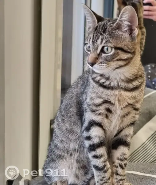 Chaton perdu près de la pharmacie - photo